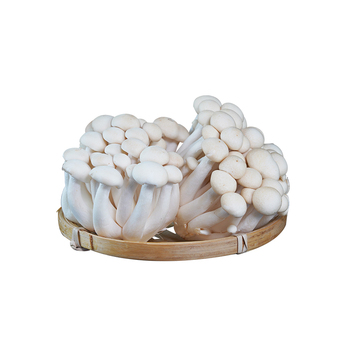 总部白玉菇2两袋gjlsc