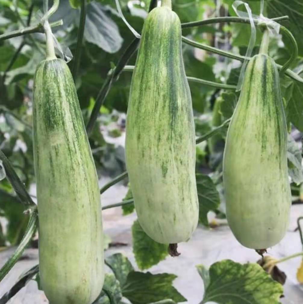 【蒙城专区】 羊角蜜 1斤