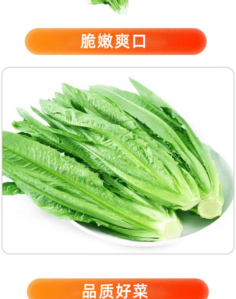 油麦菜本地1斤