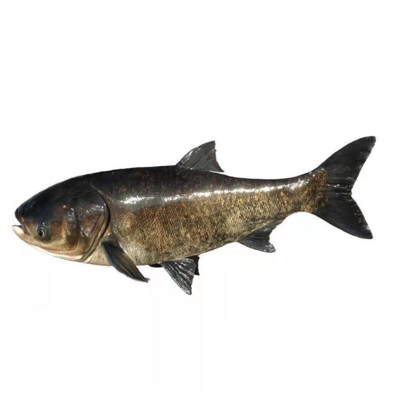 大头鱼杀好净斤数1斤