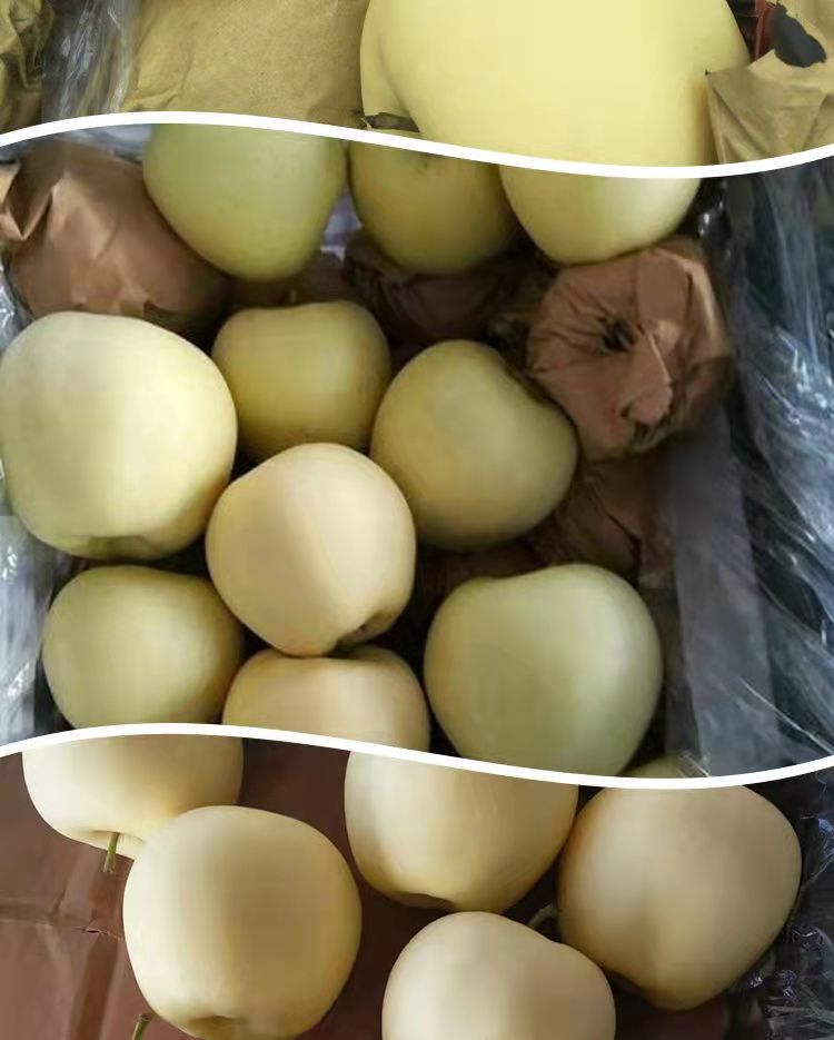 7.58元/斤 黄宝石苹果 黄元帅